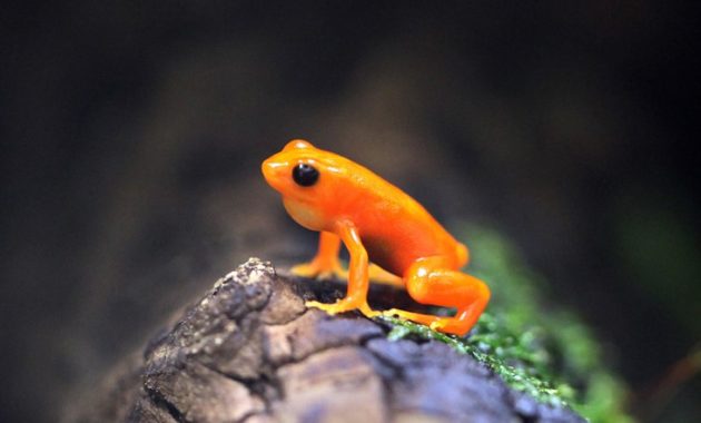 animals that start with m: Mantella Frog