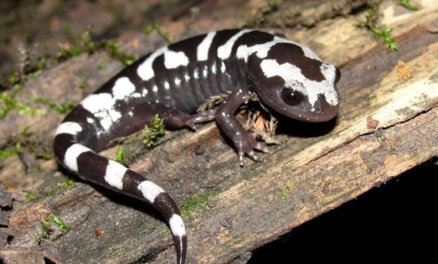 animals that start with m: Marbled Salamander