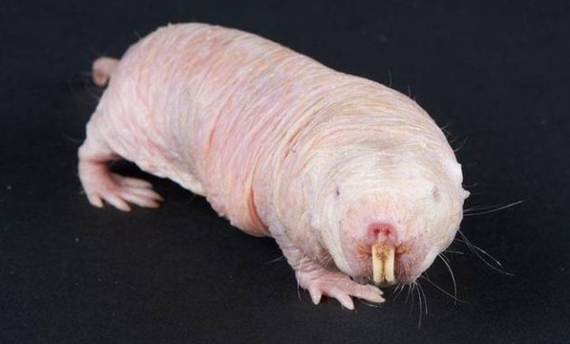 animals that start with n: Naked Mole Rat