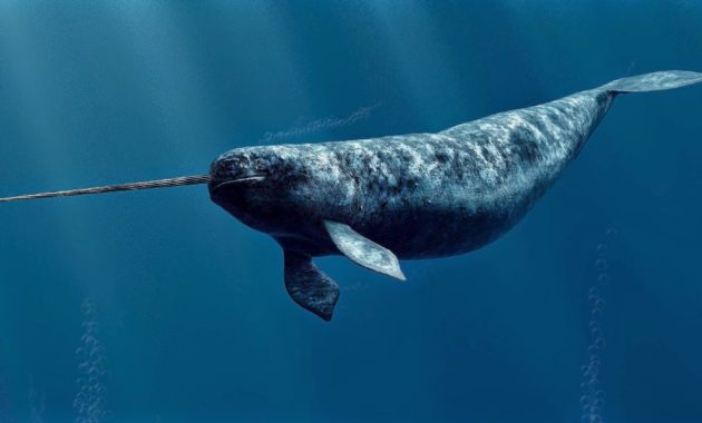 animals that start with n: Narwhal