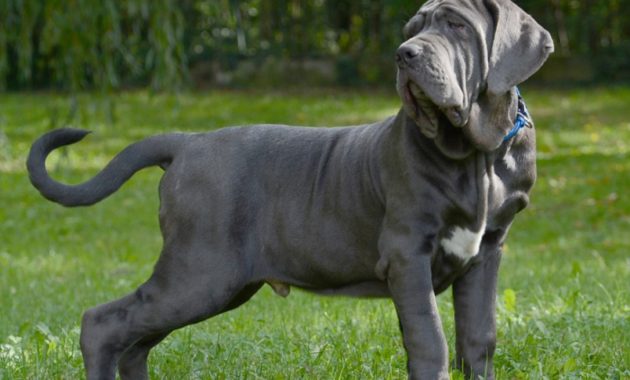 animals that start with n: Neapolitan Mastiff