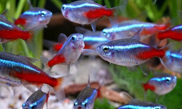 animals that start with n: Neon Tetra