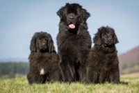 animals that start with n: Newfoundland