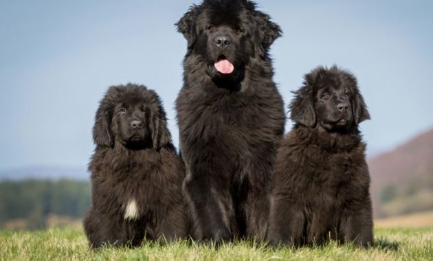 animals that start with n: Newfoundland