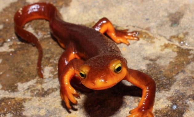 animals that start with n: Newt