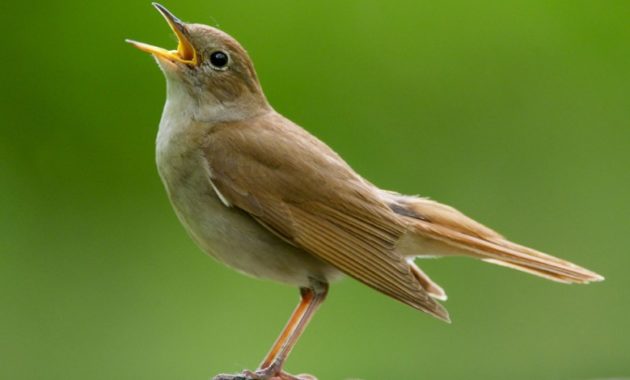 animals that start with n: Nightingale