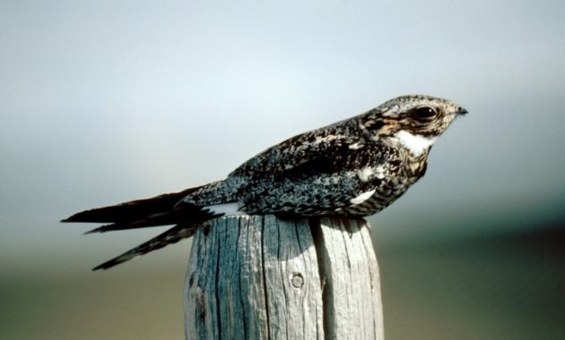 animals that start with n: Nightjar