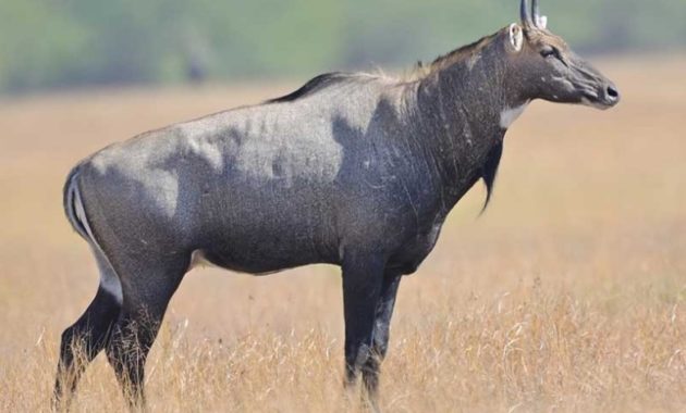 animals that start with n: Nilgai