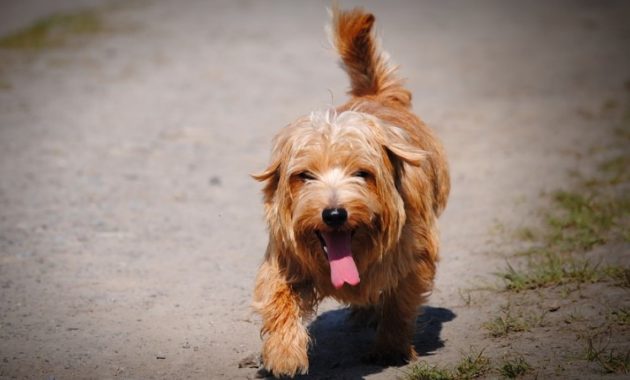 animals that start with n: Norfolk Terrier