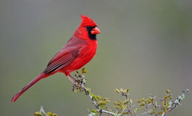 animals that start with n: Northern Cardinals