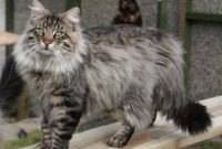 animals that start with n: Norwegian Forest