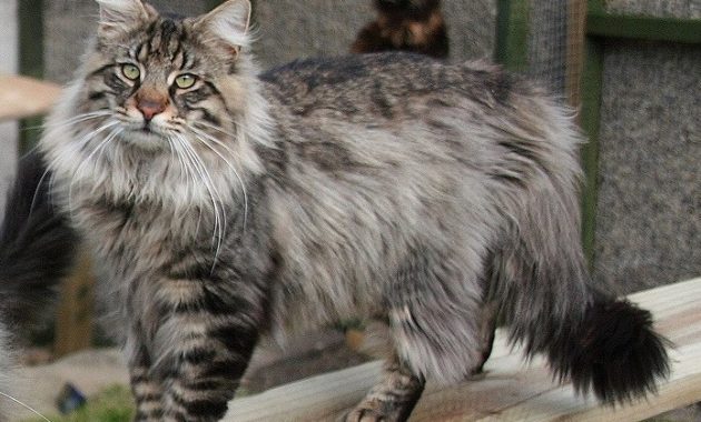 animals that start with n: Norwegian Forest