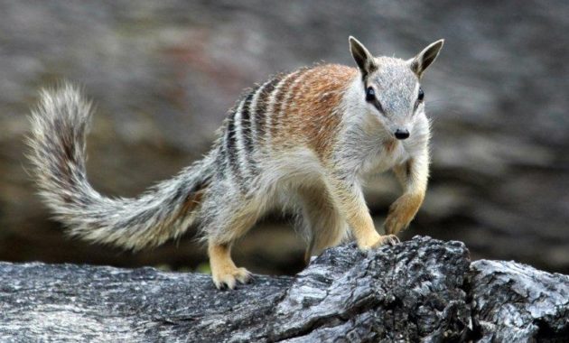 animals that start with n: Numbat