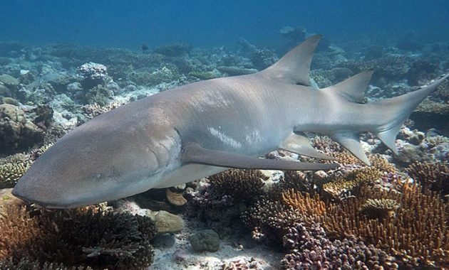 animals that start with n: Nurse Shark