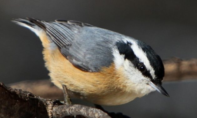 animals that start with n: Nuthatches