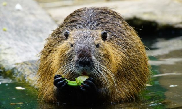 animals that start with n: Nutria