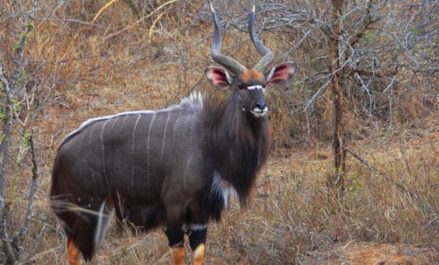 animals that start with n: Nyala