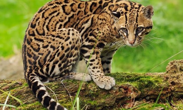 animals that start with o: Ocelot