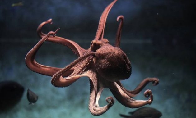 animals that start with o: Octopus