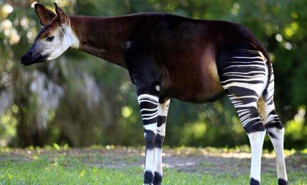 animals that start with o: Okapi