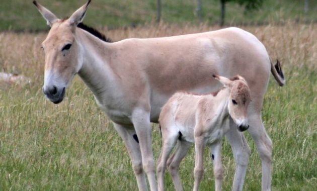 animals that start with o: Onager