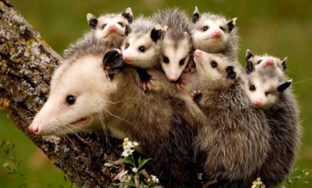 animals that start with o: Opossum