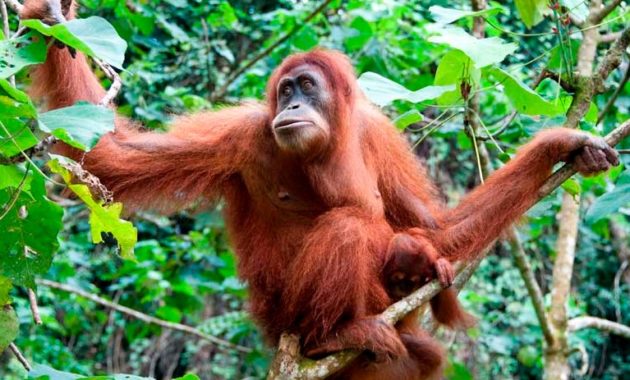 animals that start with o: Orangutan