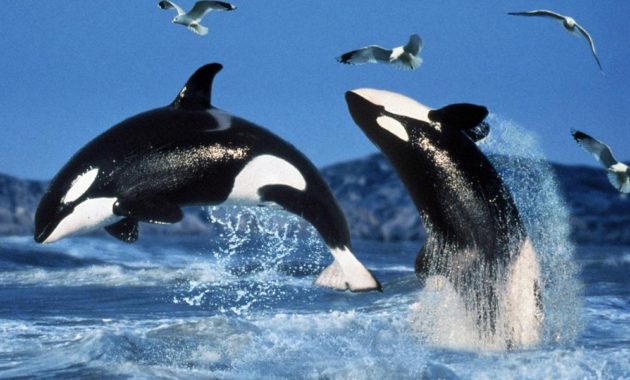 animals that start with o: Orca