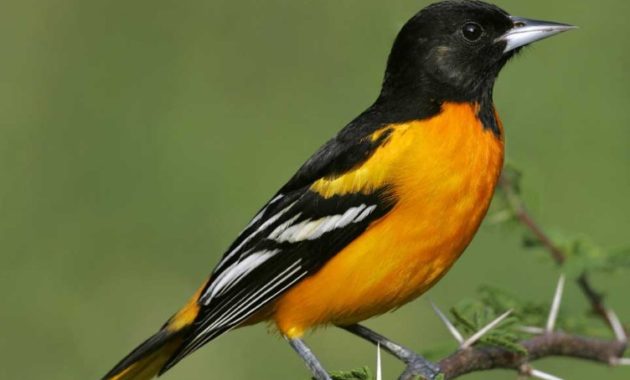 animals that start with o: Oriole