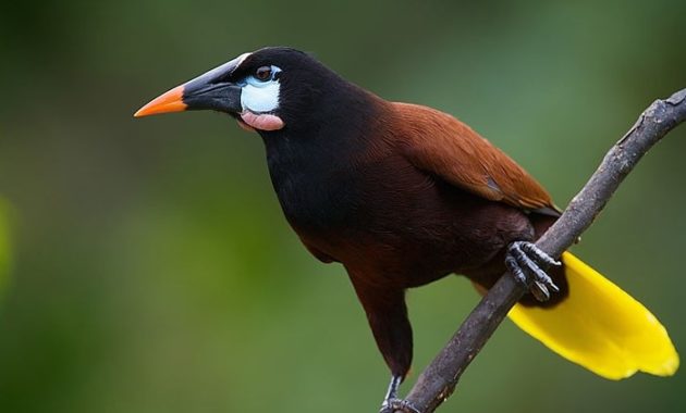 animals that start with o: Oropendola