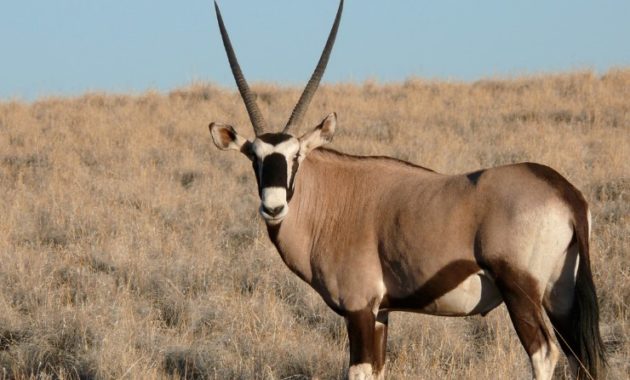 animals that start with o: oryx