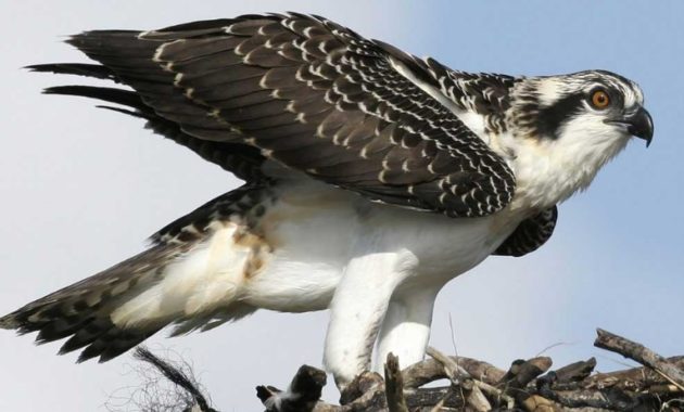 animals that start with o: Osprey