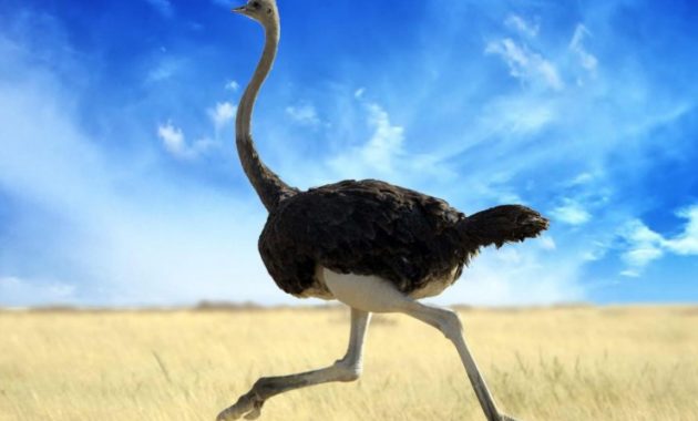 animals that start with o: Ostrich