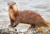 animals that start with o: Otter