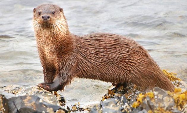 animals that start with o: Otter