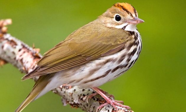 animals that start with o: Ovenbird