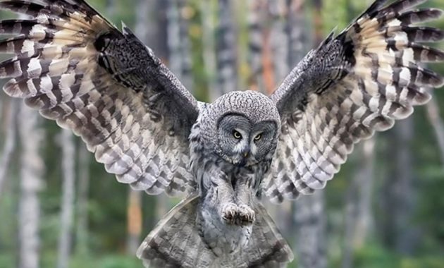 animals that start with o: Owl