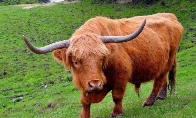 animals that start with o: Ox