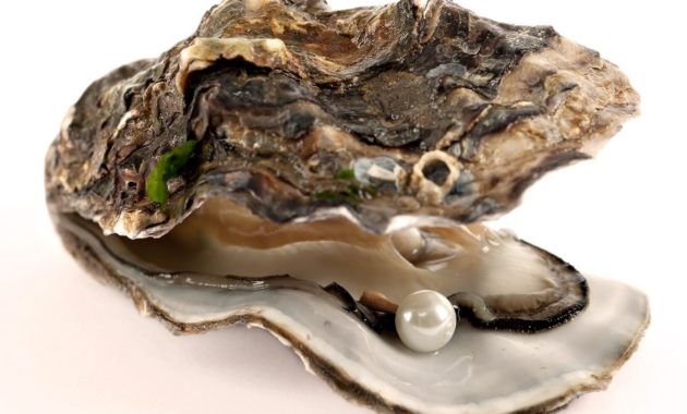 animals that start with o: Oyster