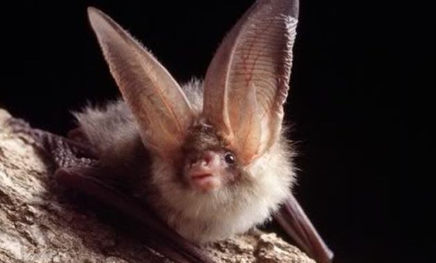 animals that start with o: Ozark big-eared bat