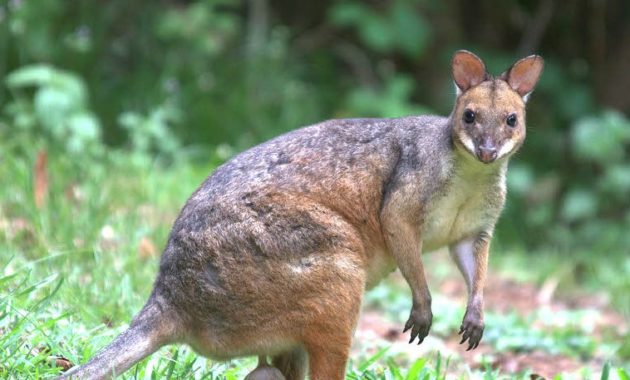 animals that start with p : Pademelon