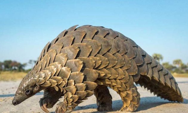 animals that start with p : Pangolin