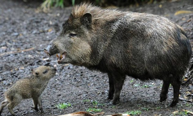 animals that start with p : Peccary