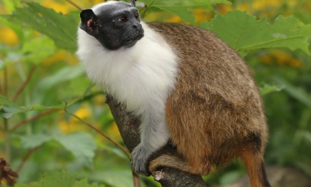 animals that start with p : Pied Tamarin