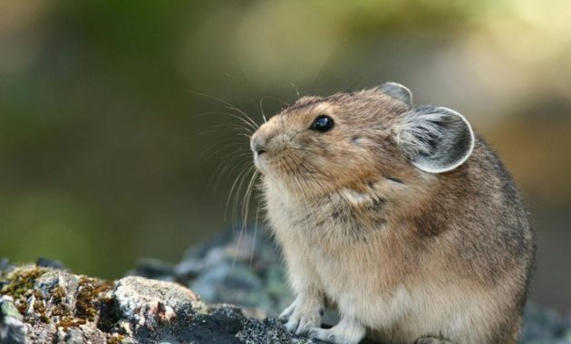 animals that start with p : Pika