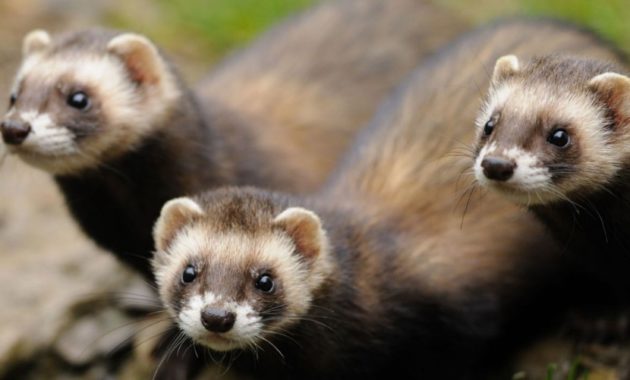 animals that start with p : Polecat