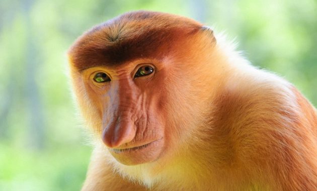 animals that start with p : Proboscis Monkey