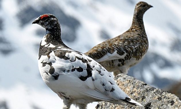 animals that start with p : Ptarmigan