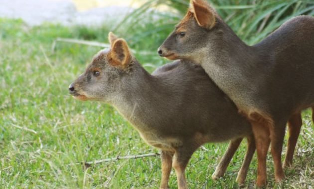 animals that start with p : Pudu