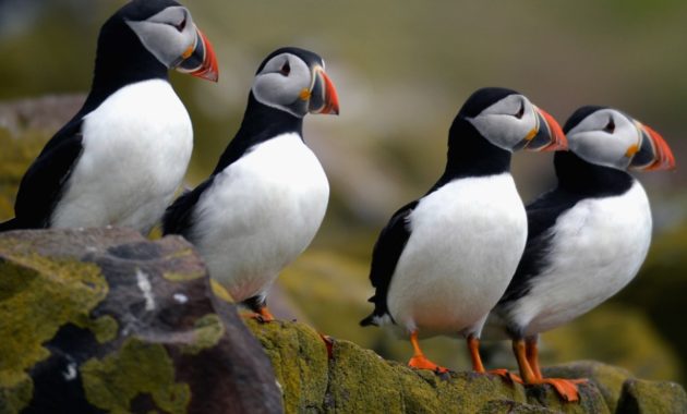 animals that start with p : Puffin